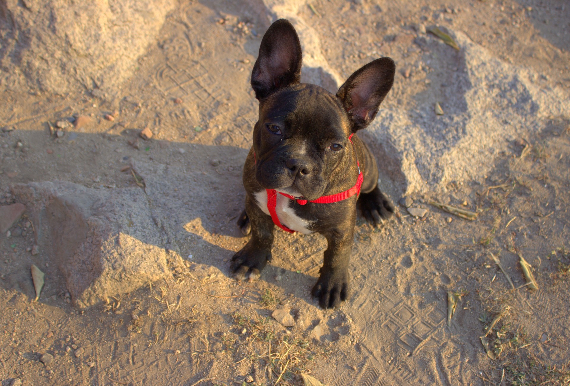 bulldog 1530113 1920 フレンチブルドッグを飼いたい人へ