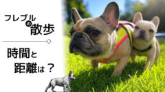 202503153 フレンチブルドッグの散歩：時間と距離は？