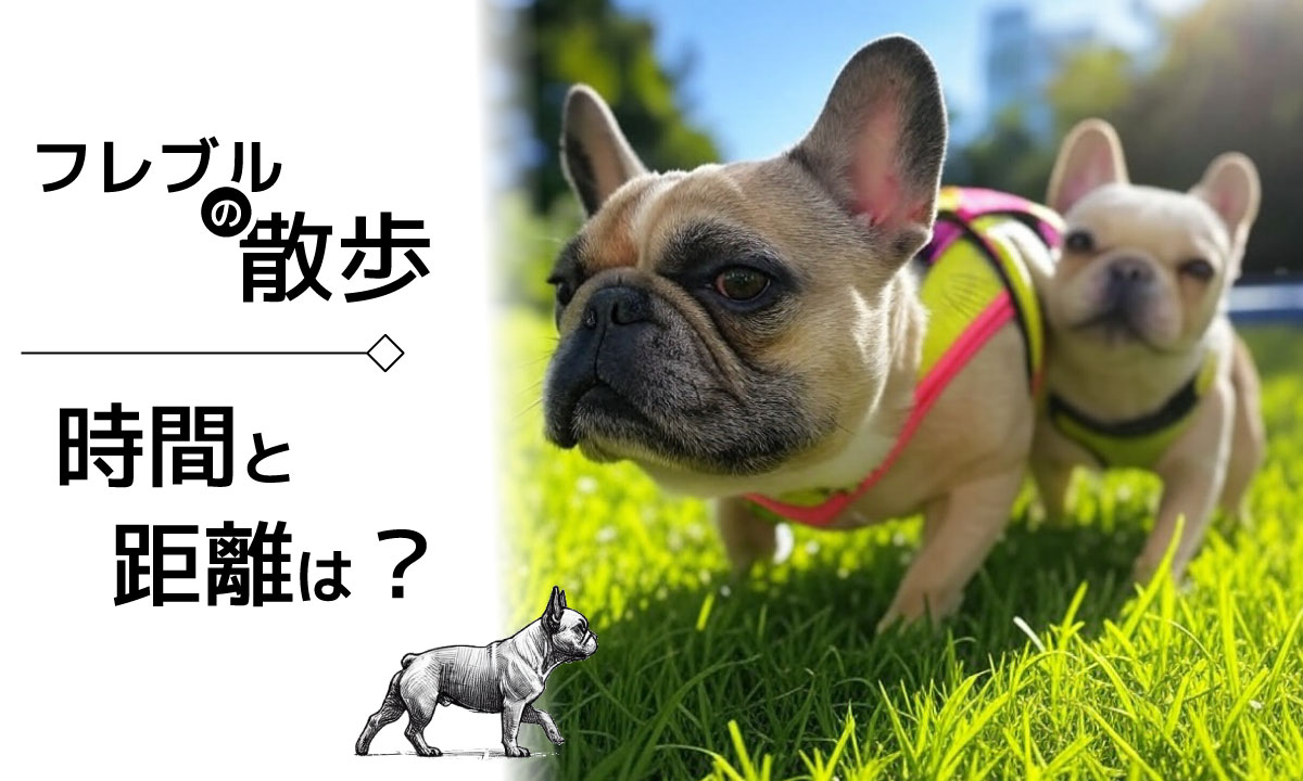 202503153 フレンチブルドッグの散歩：時間と距離は？