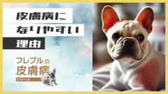 2025031933 フレンチブルドッグが皮膚病になりやすい理由