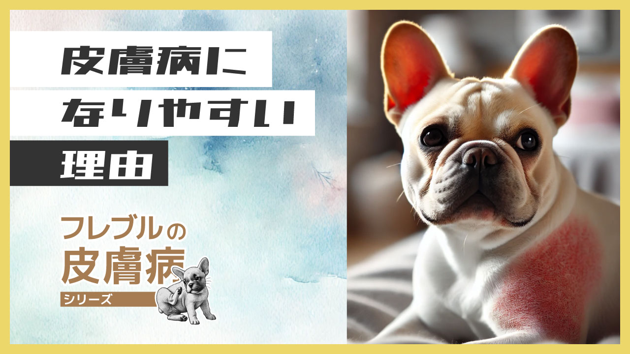 2025031933 フレンチブルドッグが皮膚病になりやすい理由