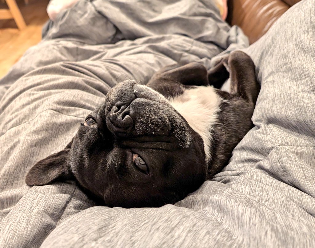 GkwB2XBWUAA8bL9 フレンチブルドッグと一緒に寝るメリットとデメリット